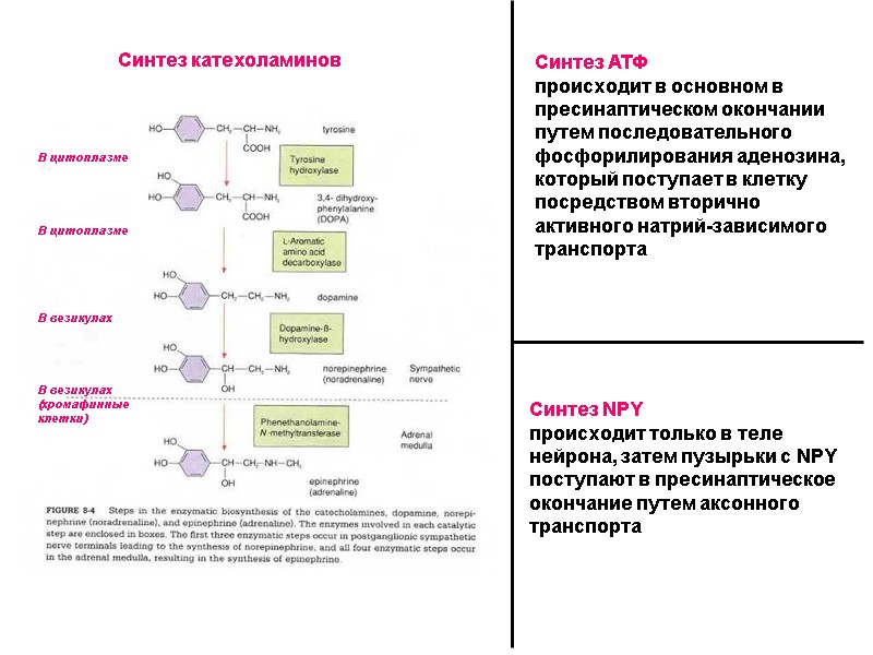 Синтез катехоламинов В везикулах В цитоплазме В цитоплазме В везикулах (хромафинные клетки) Синтез Синтез катехоламинов В везикулах В цитоплазме В цитоплазме В везикулах (хромафинные клетки) Синтез